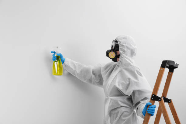 Island Park, NY Mold Removal Company